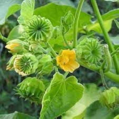 Indian Mallow